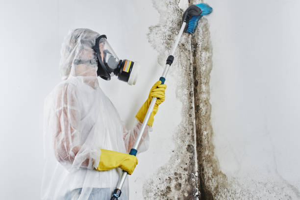 Best Attic Mold Removal  in Hooverson Heights, WV