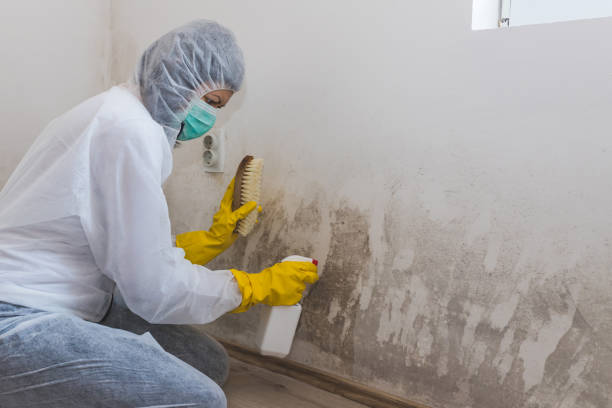 Best Black Mold Removal  in Hooverson Heights, WV