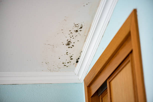 Best Best Mold Removal Companies  in Hooverson Heights, WV
