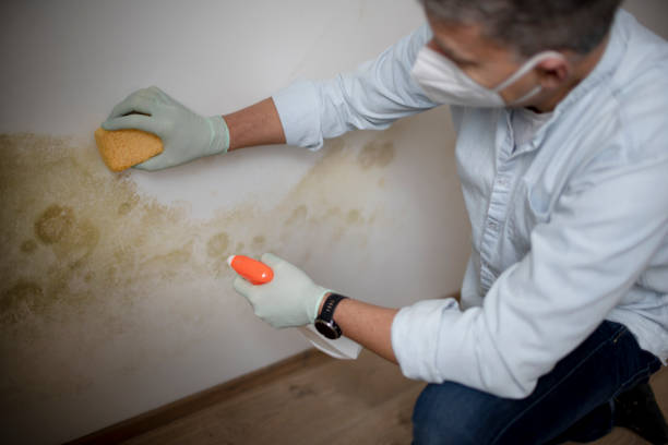 Best Home Mold Removal  in Hooverson Heights, WV