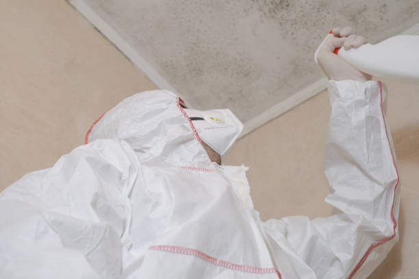Best Mold Removal Near Me  in Hooverson Heights, WV
