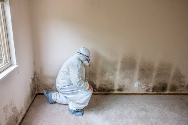 Best Emergency Mold Removal  in Hooverson Heights, WV