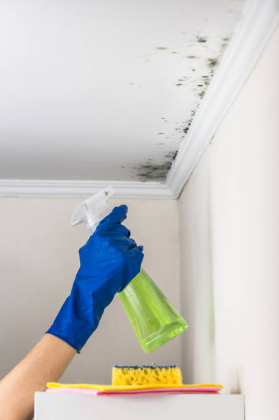 Best Office Mold Removal Services  in Hooverson Heights, WV